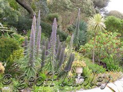 Echiums in Tresco Abbey Gardens, Scilly Isles