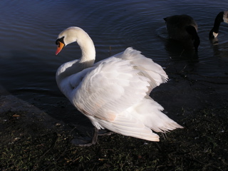 Swans at Reading - 1