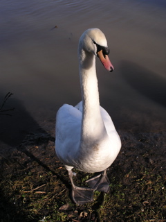 Swans at Reading - 5